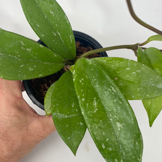 Hoya pubicalyx ‘Jungle Garden’