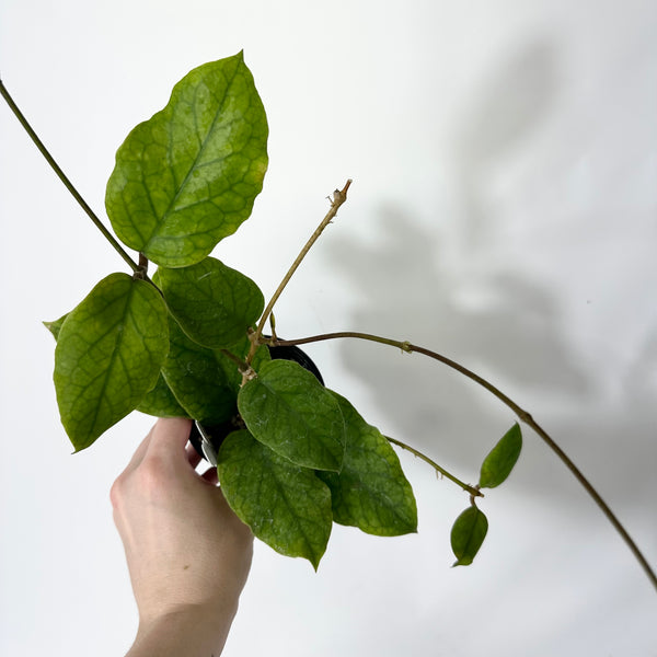 Z-4783 - Hoya patcharawalai 029 – Steve's Leaves