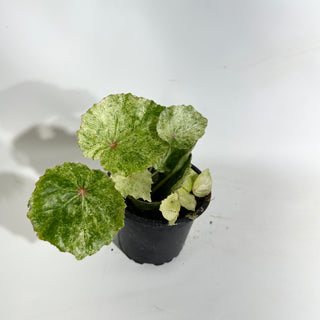 Begonia conchifolia var. rubrimacula variegata [#1942]