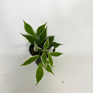 Hoya polyneura (outer variegated) [#2126]
