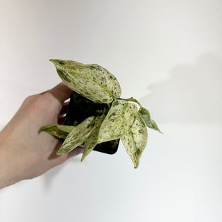 Z-4898 - Scindapsus pictus ‘Mangurai’ variegated