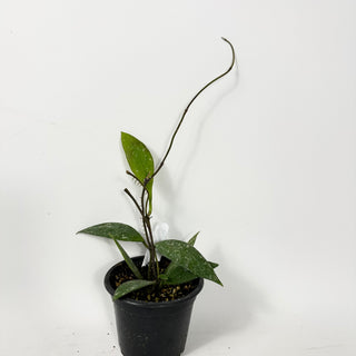 Hoya rundumensis (splash) [#2339]