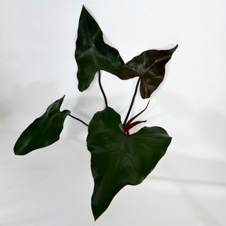 Philodendron 'Dark Lord' (Non-TC) [#1157]