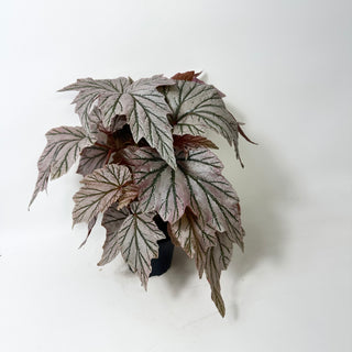 Begonia 'Lamoon' [#2015]