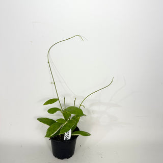 Hoya pimenteliana (outer variegated) [#2356]