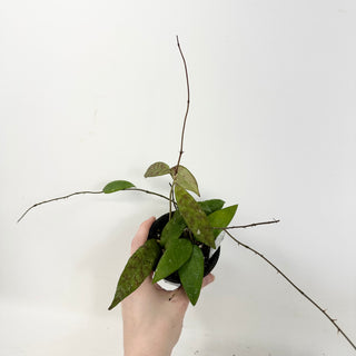 Hoya honglenae [#1682]