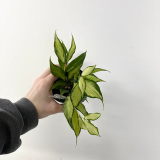 Hoya polyneura (inner variegated) [#1610]