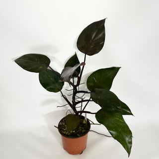 Z-4325 - Philodendron 'Orange Princess' (Non-TC)