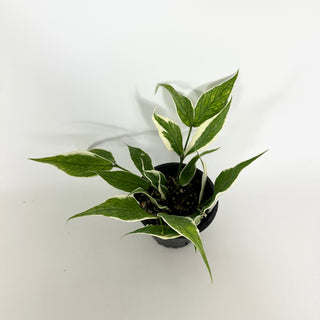 Hoya polyneura (outer variegated) [#2300]