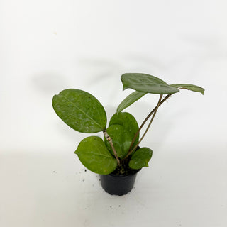 Z-5328 - Hoya 'Michele' (Splash)