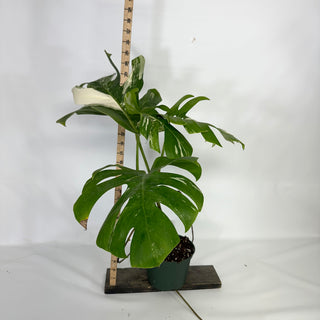 Monstera deliciosa var. borsigiana albo-variegata [#1521]
