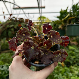 Begonia 'Yto'