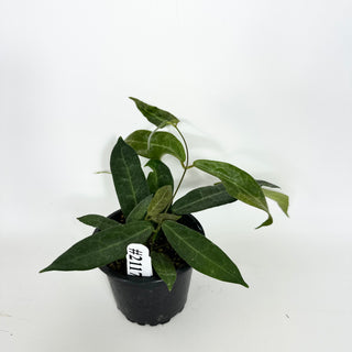 Hoya hypolasia [#2117]