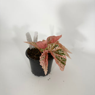 Begonia 'Snow Capped' (Variegated) [#1510]