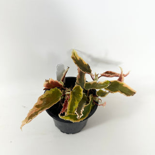 Begonia 'Dainty Spray' (Sport) [#2490]