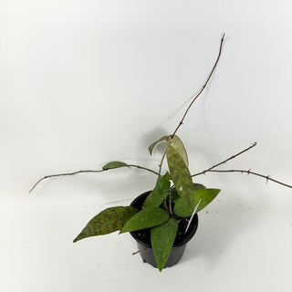 Hoya honglenae [#1682]