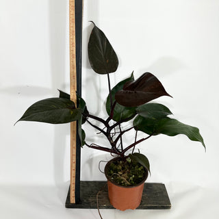 Z-4325 - Philodendron 'Orange Princess' (Non-TC)