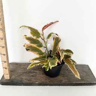 Begonia 'Dainty Spray' (Sport) [#2046]
