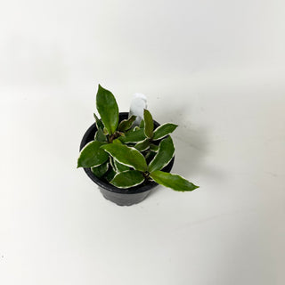 Hoya carnosa 'Holliana' [#2032]