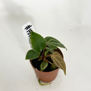 Anthurium 'Doc Block F3' - 2 Seedlings [#1517]