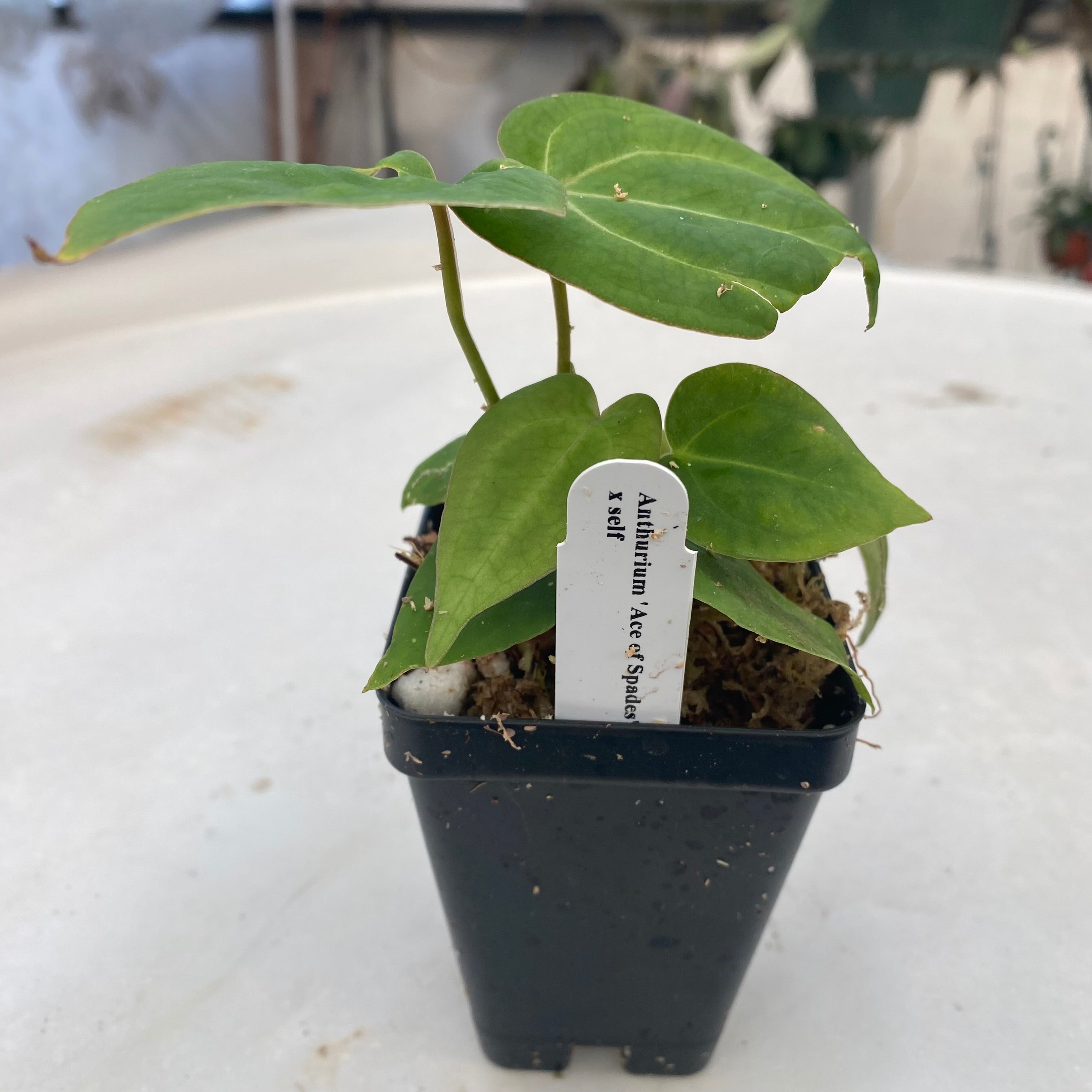 anthurium ace of spades seedling Anthurium 'Ace of Spades'/papillilaminum x self