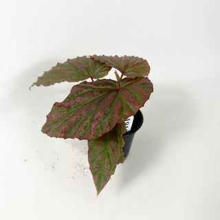 Begonia "Crazy Pink" [#1910]