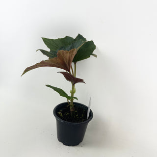 Begonia leathermaniae [#2125]