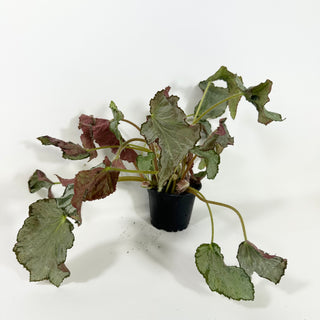Begonia 'Madhatter' [#2090]