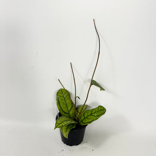 Hoya callistophylla 'Vena' [#1726]