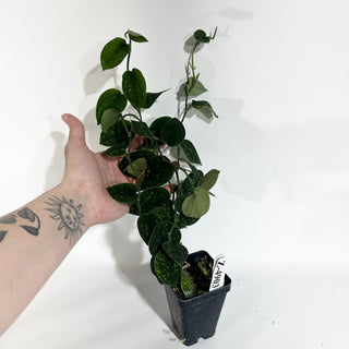 Z-4910 - Scindapsus pictus (Green Form Hassk)