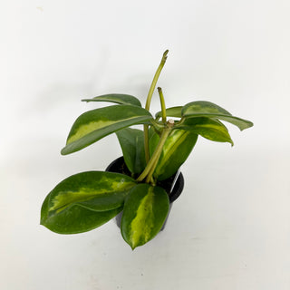 Hoya diversifolia (inner variegated) [#2280]