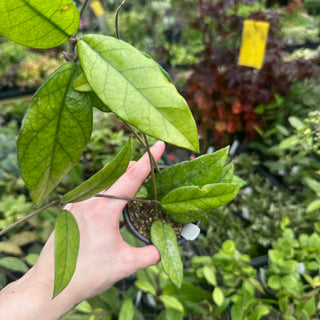 Hoya sp. Singapore