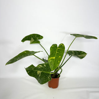 Philodendron 'Jose Buono' "Texas Form" (Non-TC) [#1209]