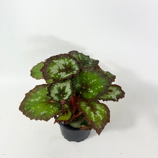 Begonia 'Randy MK2' [#2055]