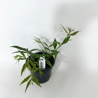 Z-4684 - Hoya paxtonii