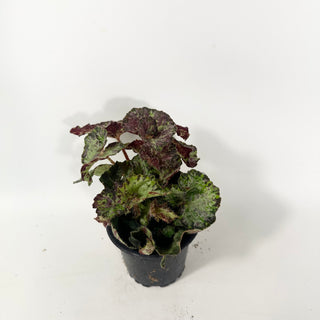 Begonia 'Lota Rose' [#2056]
