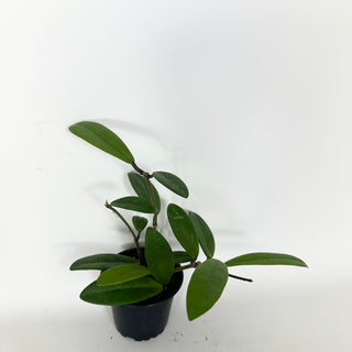 Hoya revolubilis [#2320]