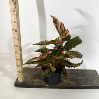 Begonia 'Ginny Galaxy' [#1887]