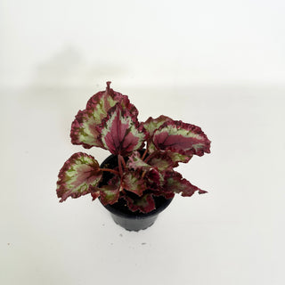 Begonia 'Harmony's Red Star' [#2156]