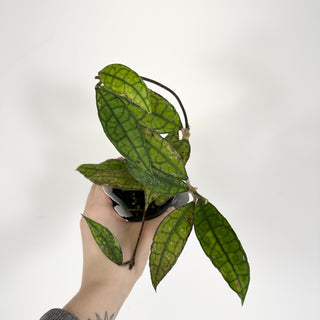 Hoya finlaysonii (Black) [#2278]