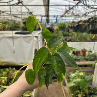 Epipremnum pinnatum 'Cebu Blue' (Aurea)