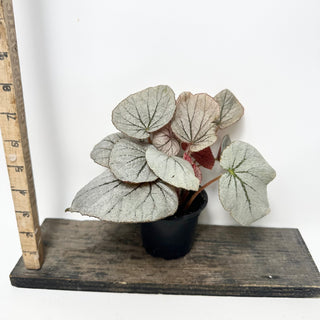 Begonia 'Rice Paper' [#2013]