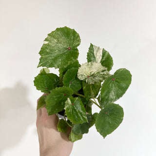 Begonia conchifolia var. rubrimacula variegata [#2020]
