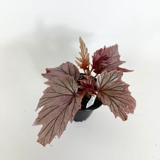 Begonia 'Lamoon' [#2313]