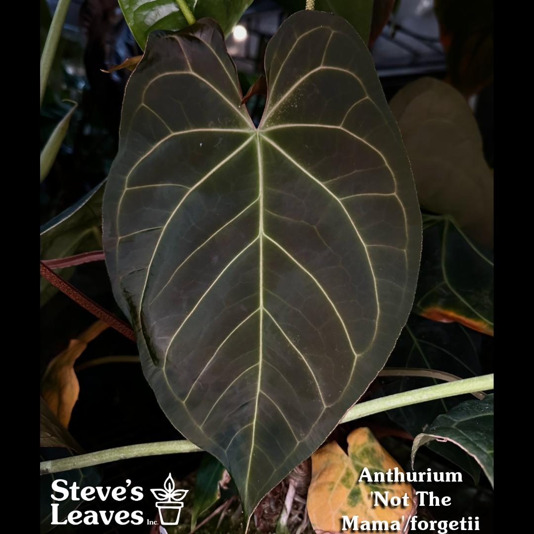 anthurium mama Anthurium 'Not The Mama'/forgetii x self