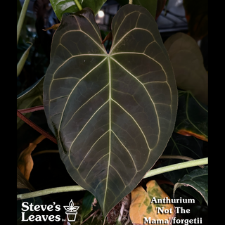 Anthurium 'Not The Mama'/forgetii x self - Seed Pack