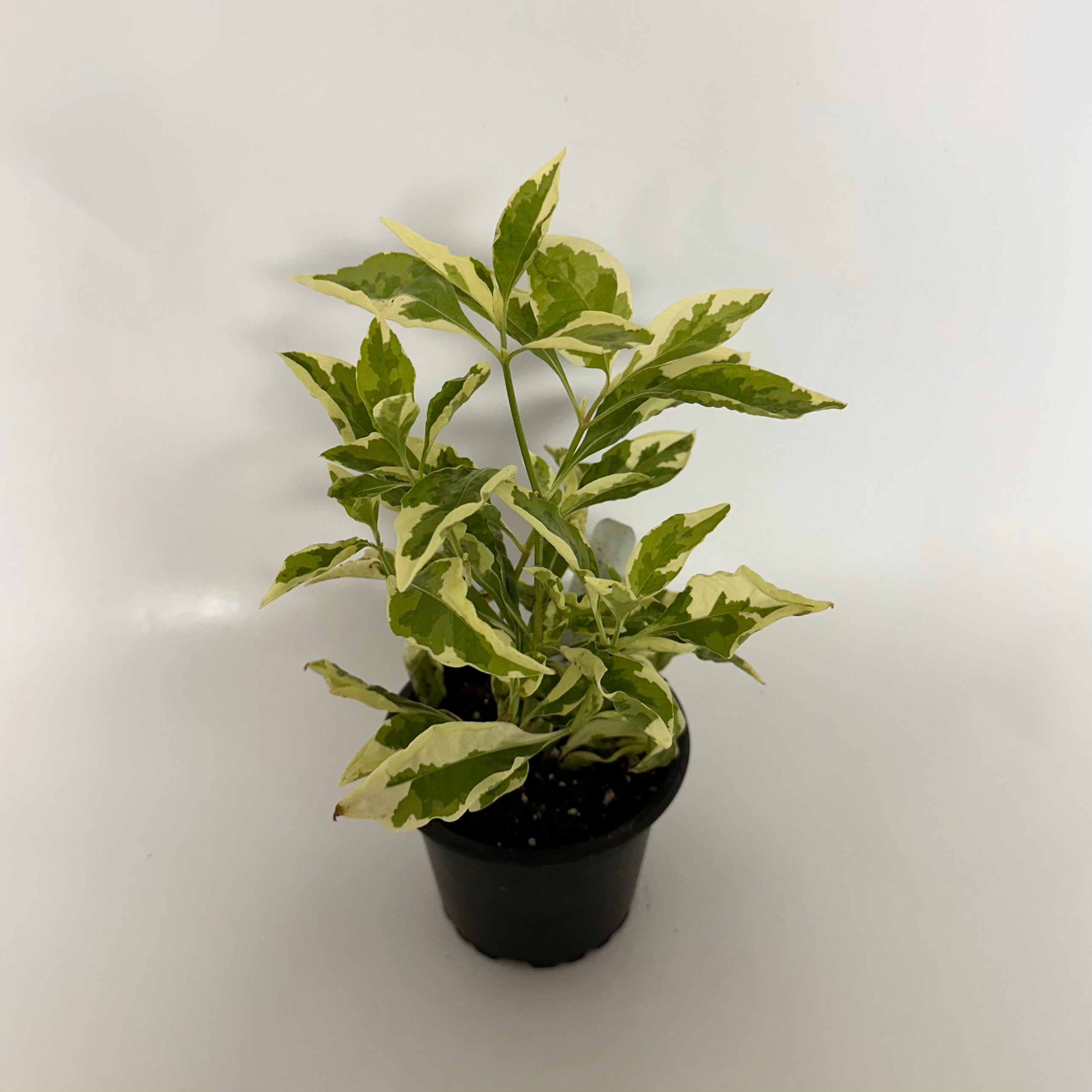 ivory house plant Asystasia gangetica 'Ivory Ribbons' – Steve's Leaves