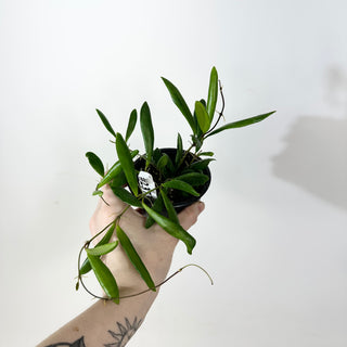 Hoya loherii [#2373]