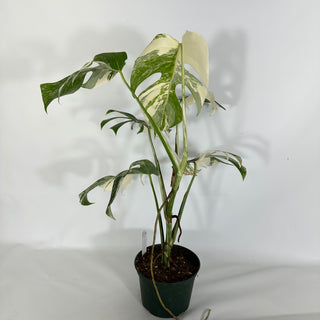 Monstera deliciosa var. borsigiana albo-variegata [#1635]
