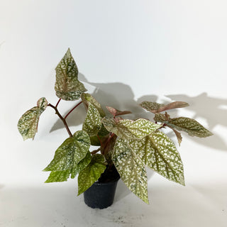 Begonia 'Snow Capped' (Variegated) [#2055]